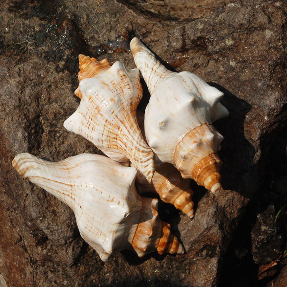 Aquarium Fish Names - Decorative Conch Shell for Aquarium Fish