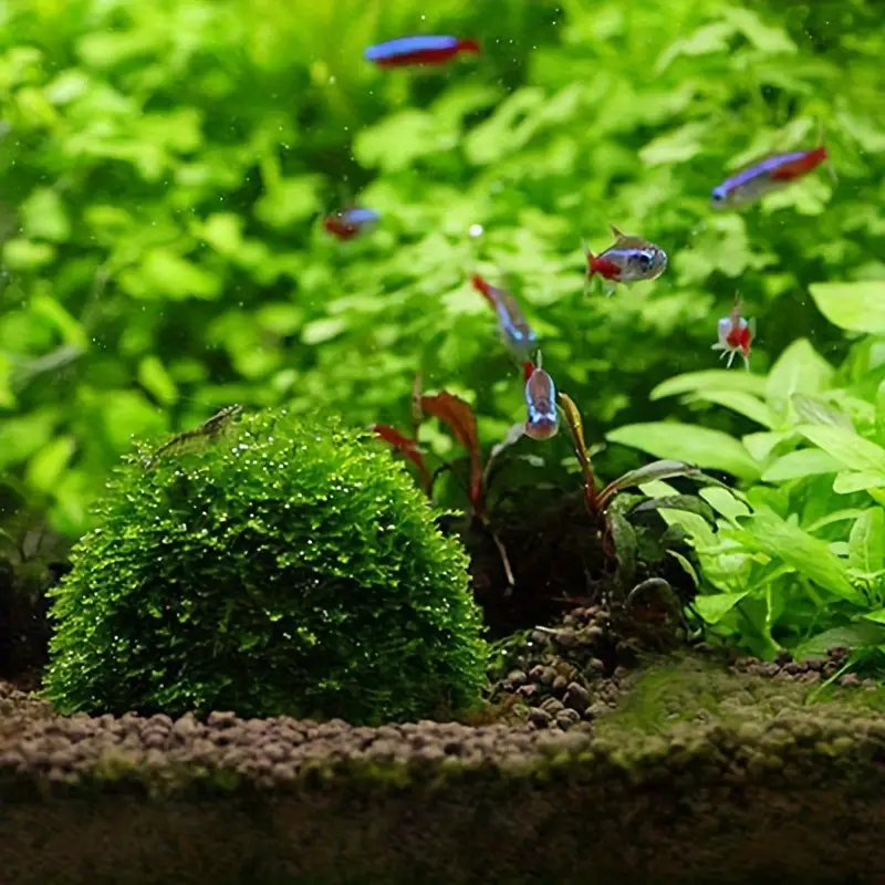 Plastic Aquarium Moss Ball Fil - Aquarium Fish Hiding Places incelemesi ve fiyatı