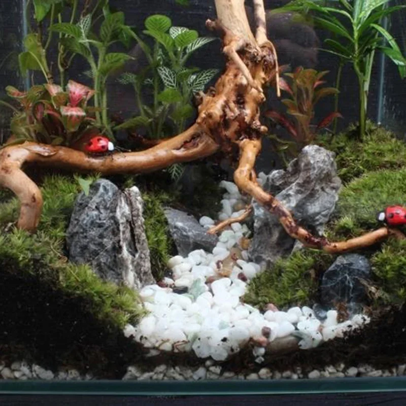 Natural Tree Trunk Driftwood A - Aquarium Fish Diseases incelemesi ve fiyatı