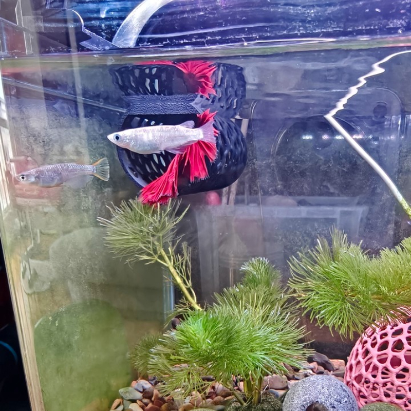Floating Betta Hammock Tunnel, - Aquarium Fish Hiding Places incelemesi ve fiyatı