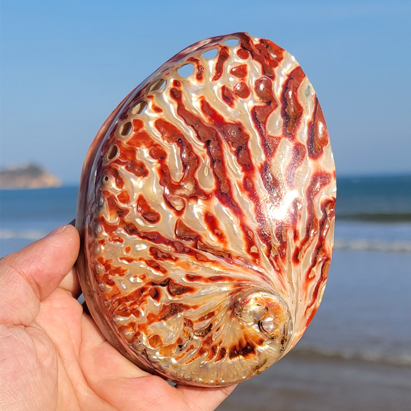 Home Decoration Red Pattern Ab - Aquarium Fish Names incelemesi ve fiyatı
