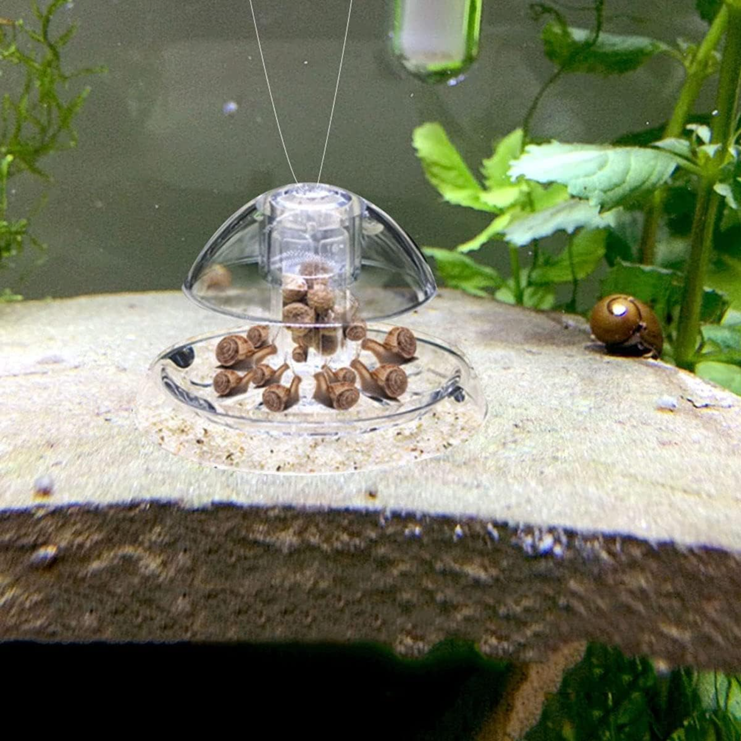Ailindany Snail Trap Plastic T - Aquarium Fish In Online incelemesi ve fiyatı