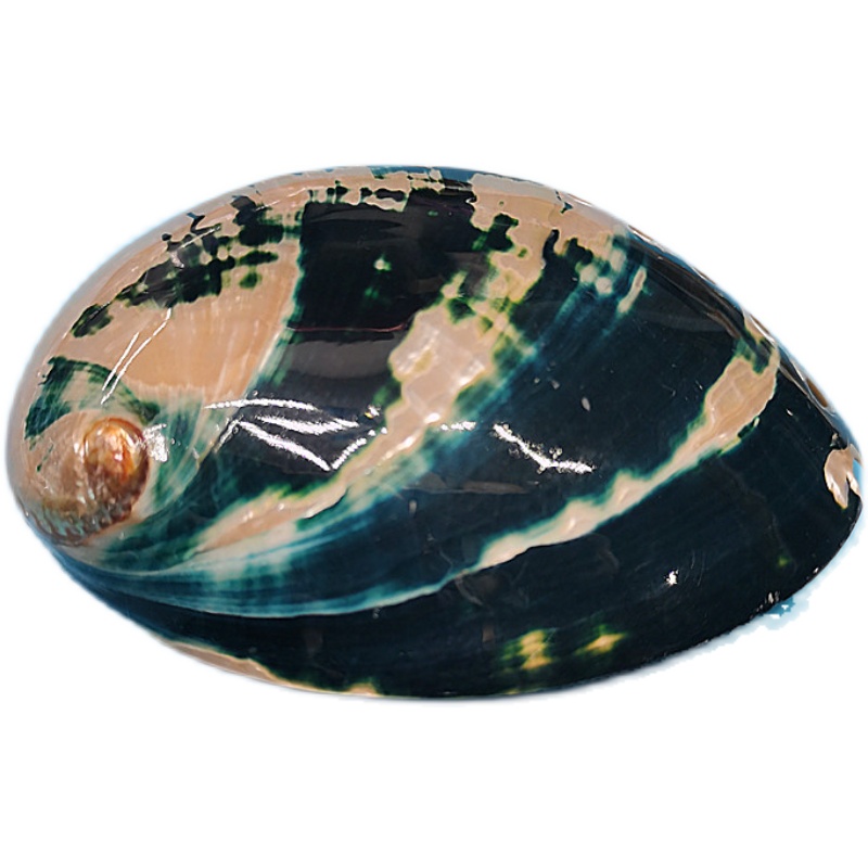 New Zealand Black Abalone,Natu - Aquarium Fish New Zealand incelemesi ve fiyatı