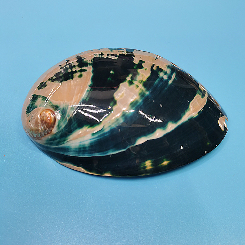 New Zealand Black Abalone,Natu - Aquarium Fish New Zealand incelemesi ve fiyatı