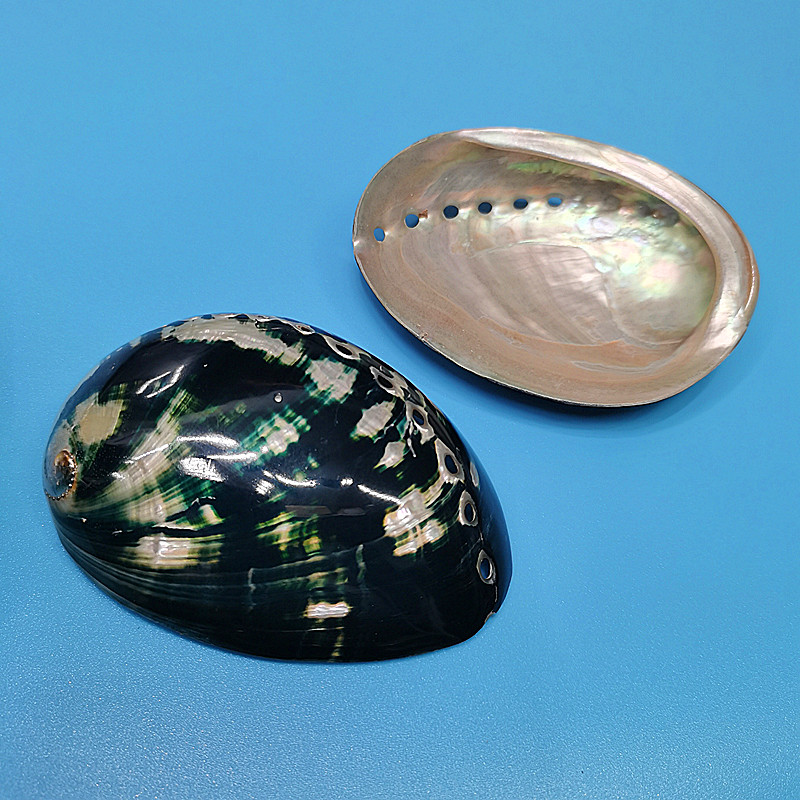 New Zealand Black Abalone,Natu - Aquarium Fish New Zealand incelemesi ve fiyatı