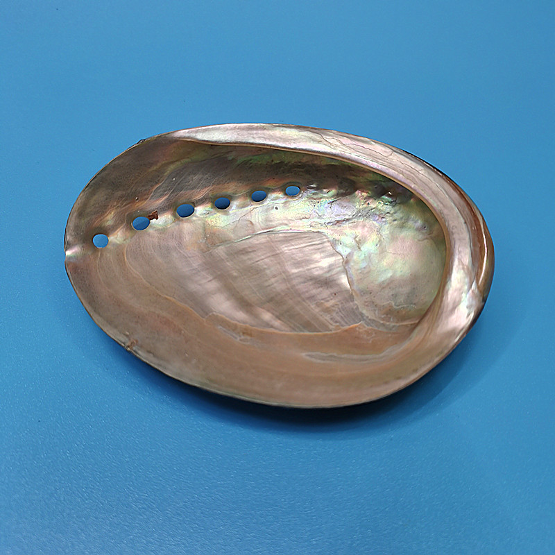 New Zealand Black Abalone,Natu - Aquarium Fish New Zealand incelemesi ve fiyatı