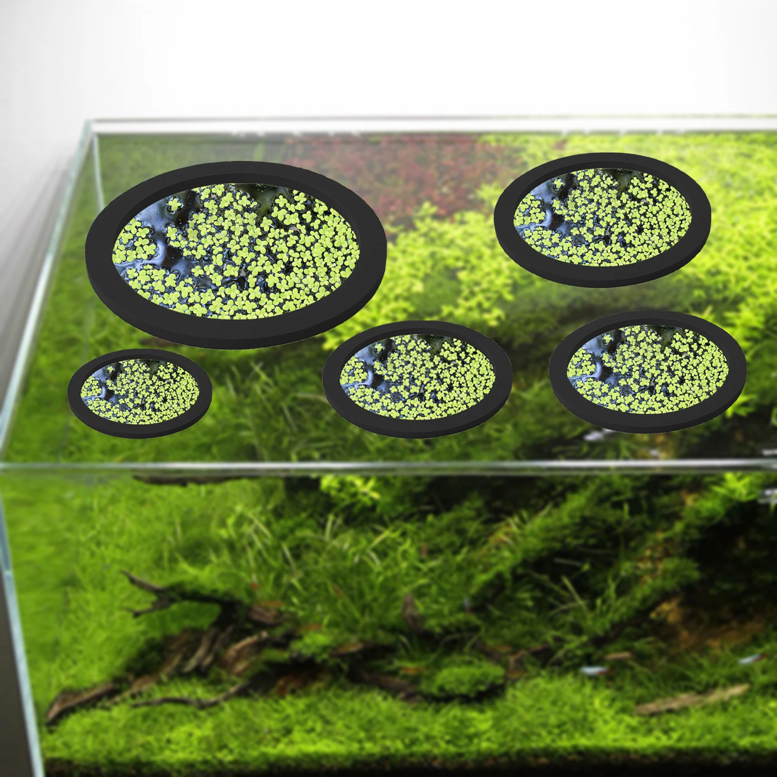 5Pcs EVA Fish Feeding Ring Aqu - Aquarium Fish In Pond incelemesi ve fiyatı
