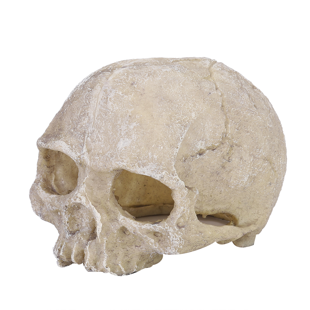 Resin Simulated Head Bone Skul - Aquarium Fish Hiding Places incelemesi ve fiyatı