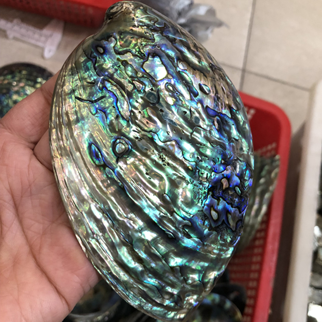 1 Pc New Zealand Natural Polis - Aquarium Fish New Zealand incelemesi ve fiyatı