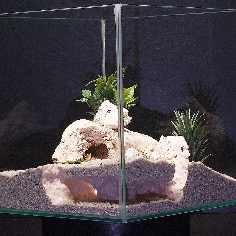 3DPrinted Fish Tank Tunnel She - Aquarium Fish Hiding Places incelemesi ve fiyatı