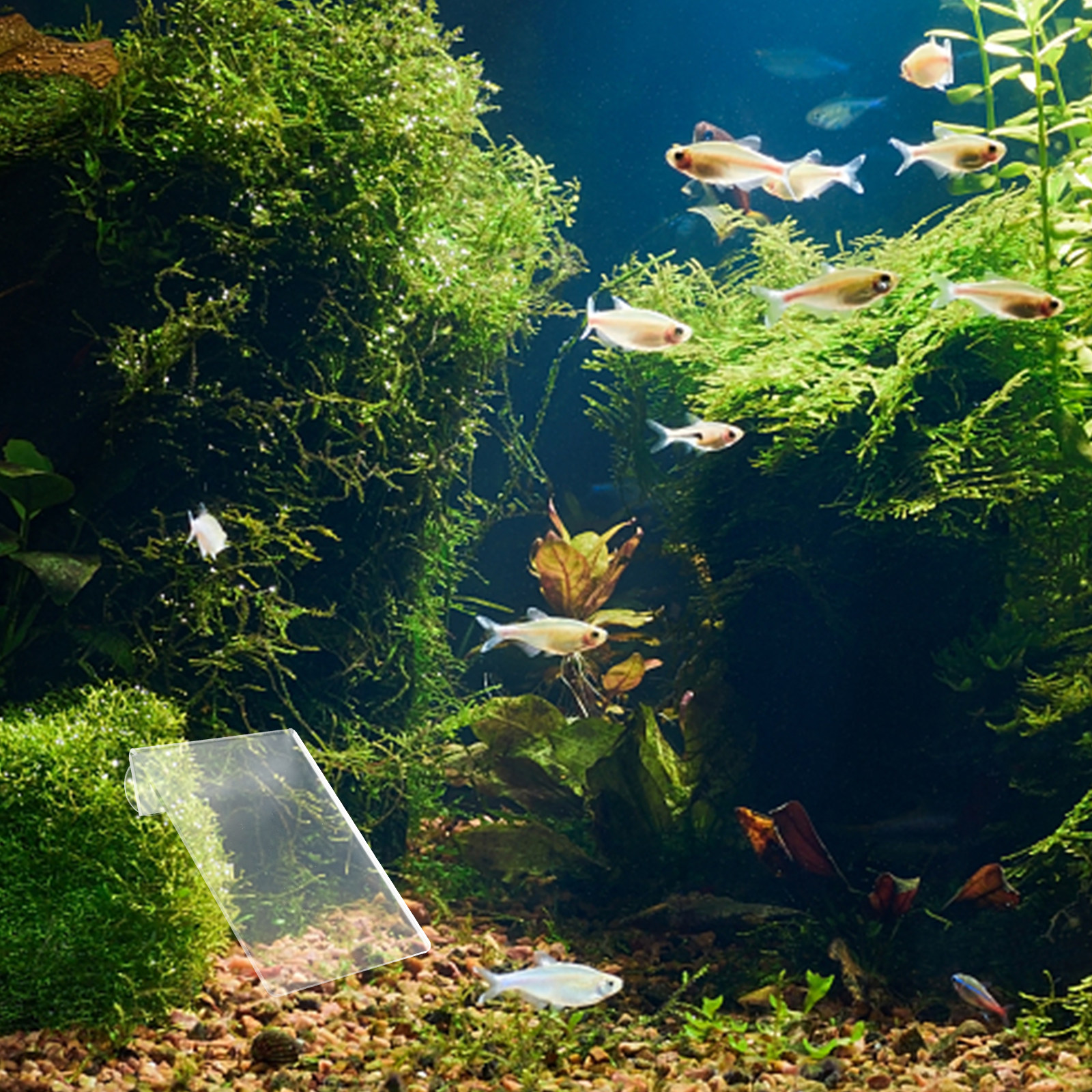 Removable Acrylic Fish Breedin - Aquarium Fish Discus incelemesi ve fiyatı