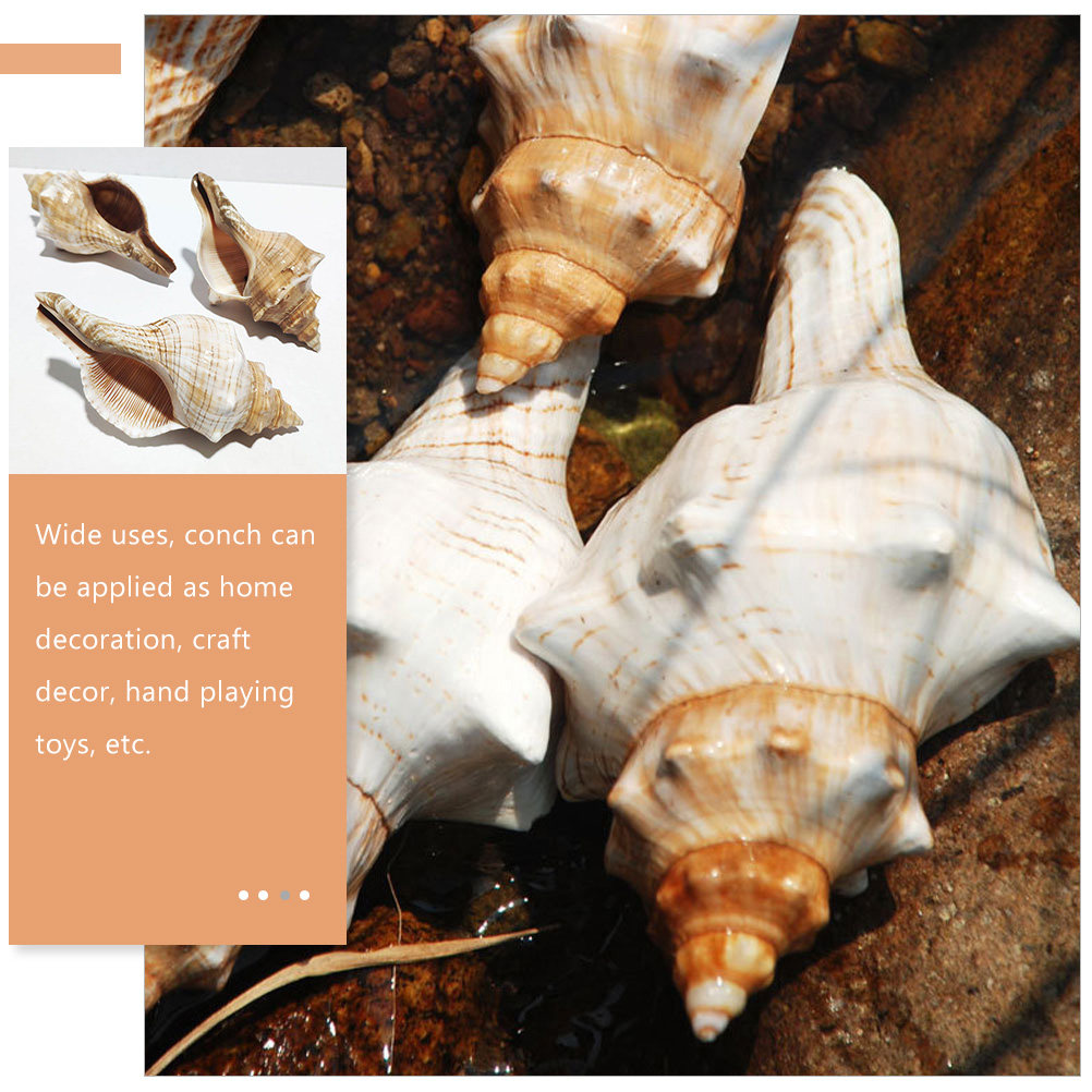 Decorative Conch Shell for Aqu - Aquarium Fish Names incelemesi ve fiyatı