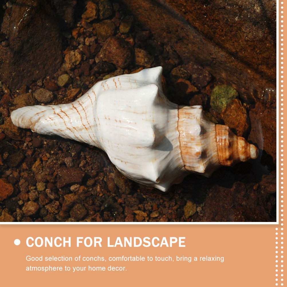 Decorative Conch Shell for Aqu - Aquarium Fish Names incelemesi ve fiyatı