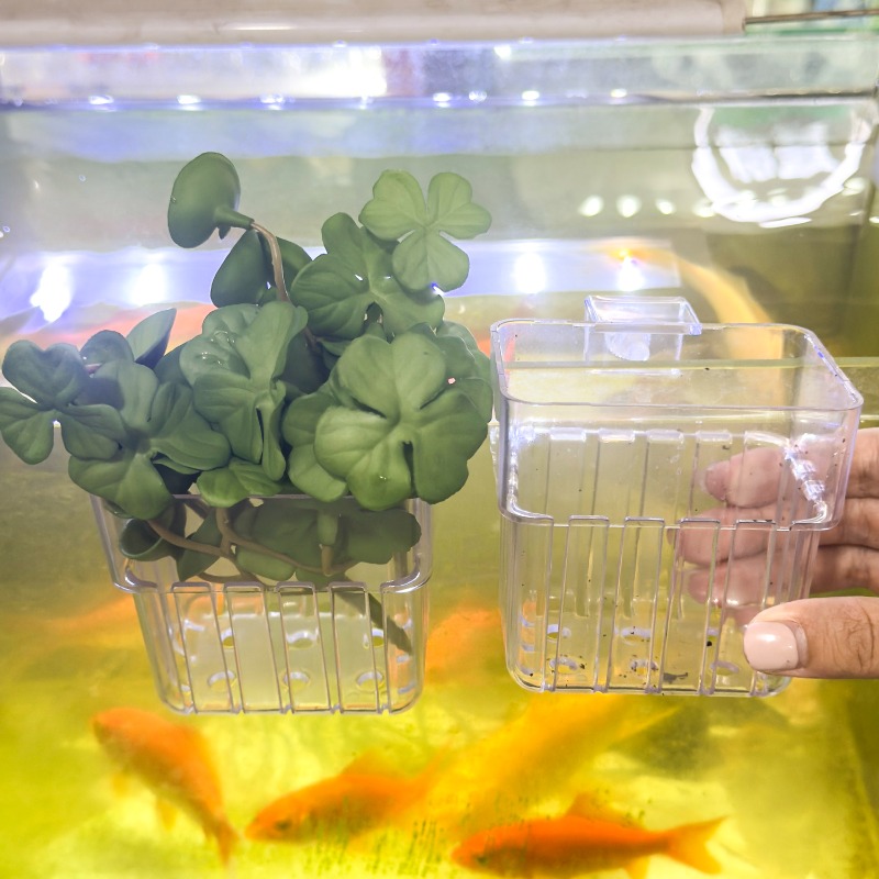 1/5pcs Aquarium Decoration Pla - Aquarium Fish Fishing incelemesi ve fiyatı
