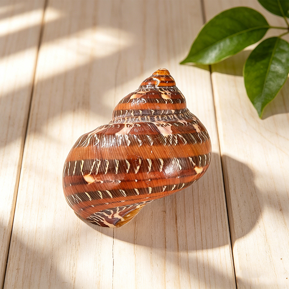 Natural Leopard Turbo Shell 40 - Aquarium Fish Names incelemesi ve fiyatı