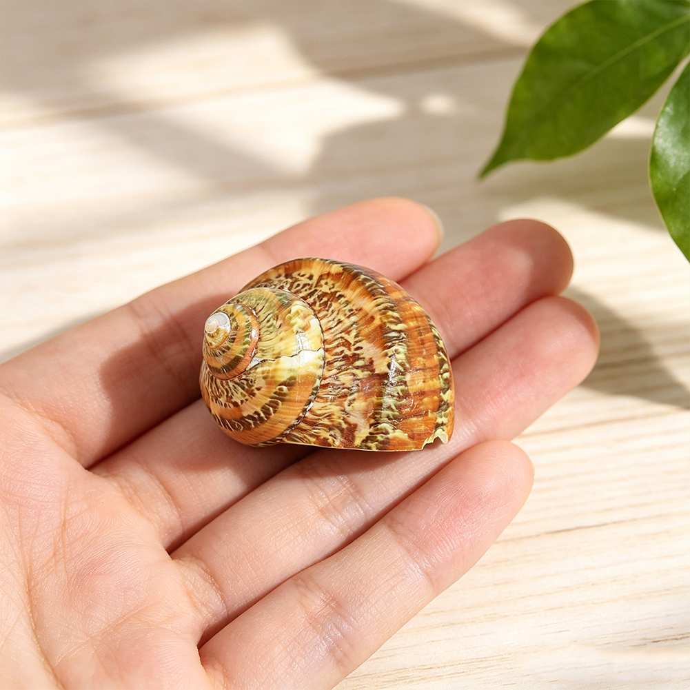 Natural Leopard Turbo Shell 40 - Aquarium Fish Names incelemesi ve fiyatı